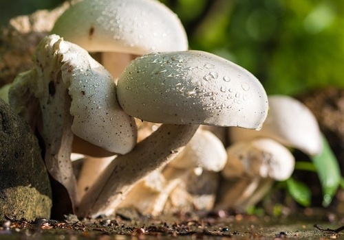 Viele Pilze im Wald Viele Pilze im Wald