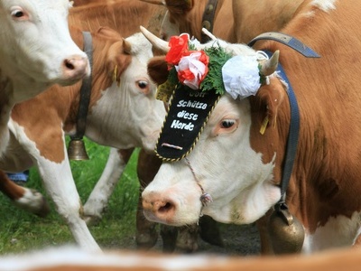 Geschmücktes Jungvieh beim Auftrieb auf die Sommerweiden Geschmücktes Jungvieh beim Auftrieb auf die Sommerweiden