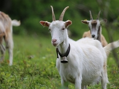 Gei� beim Gei�enfest in Sch�nenberg