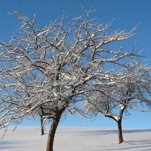 Winter im Holz - nebelfreie Lage, absolute Ruhe im Winter...