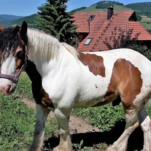 Zum Marterer-Hof gehören Pferde, Hühner, Hasen, ein Hof-Kater und viele Kühe. - 