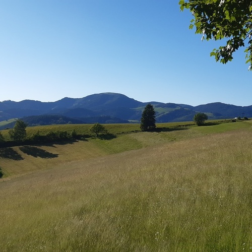 Blick vom Holzer Keuz zum Belchen - 